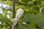 Umbrella tree